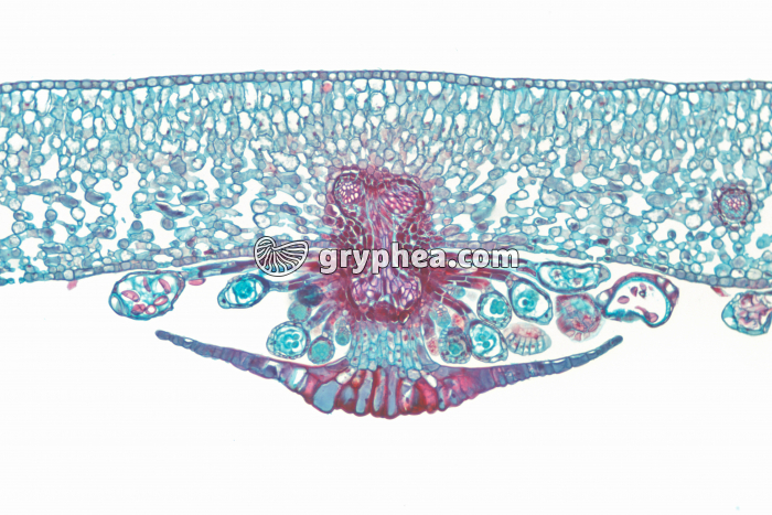 Fougère (Cyrtomium) - Jeune sore avec sporanges sous une fronde CT x15 - gryphea.com